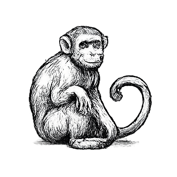 Monkey